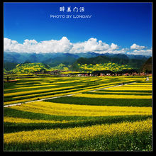 大美青海--门源油菜花海