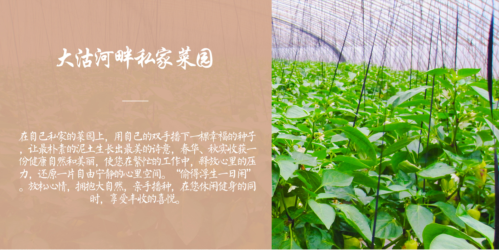 银杏家_01
