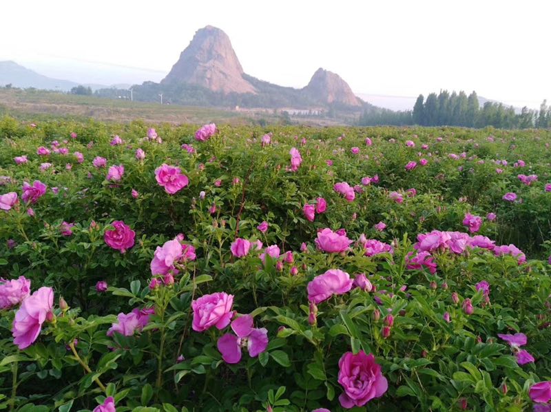 胶州市莲花山桃源居采摘园农家乐